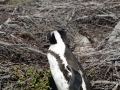 penguins-18