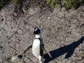 penguins-19