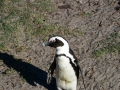 penguins-21