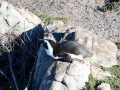 penguins-22