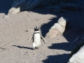 penguins-24
