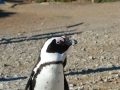 penguins-3