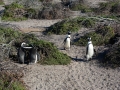 penguins-30