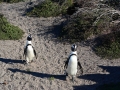 penguins-31