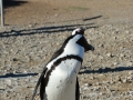 penguins-4