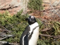 penguins-41