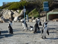 penguins-5