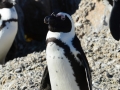 penguins-58