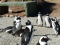 penguins-60