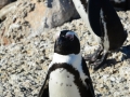 penguins-61