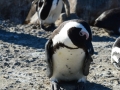 penguins-67