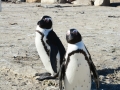 penguins-68