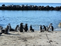 penguins-69