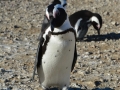 penguins-7