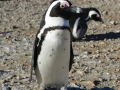 penguins-8
