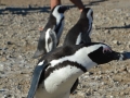 penguins-9