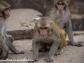 Popo Monkey (42 of 59)