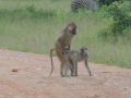 South-Luangwa-1-13