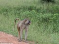 South-Luangwa-1-14