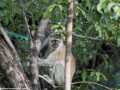 South-Luangwa-1-38