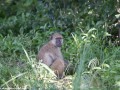 South-Luangwa-4-2-10