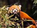 Red Pandas (27 of 20)