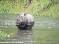 Chitwan NP (47)