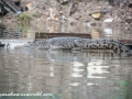 River Safari (3 of 72)