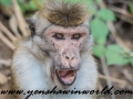 Monkey-29