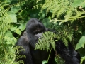 rwanda-113
