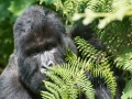 rwanda-120
