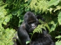 rwanda-121