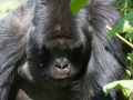 rwanda-130