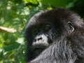 rwanda-147