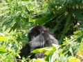 rwanda-152