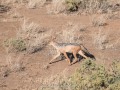 Samburu-16