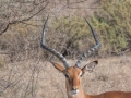 Samburu-24