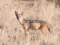 Samburu-5