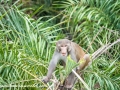Sundarbans (40 of 97)