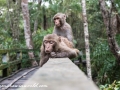 Sundarbans (45 of 97)