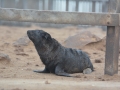 seals-102