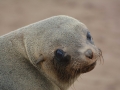 seals-111