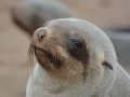 seals-112