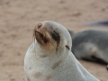seals-114