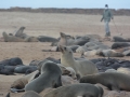 seals-116