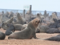 seals-2