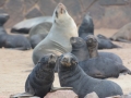 seals-22