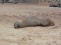 seals-43