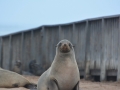 seals-44