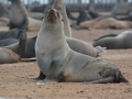 seals-48